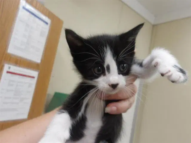 Sisko - Domestic Short Hair