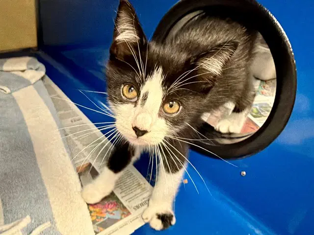 Sisko - Domestic Short Hair