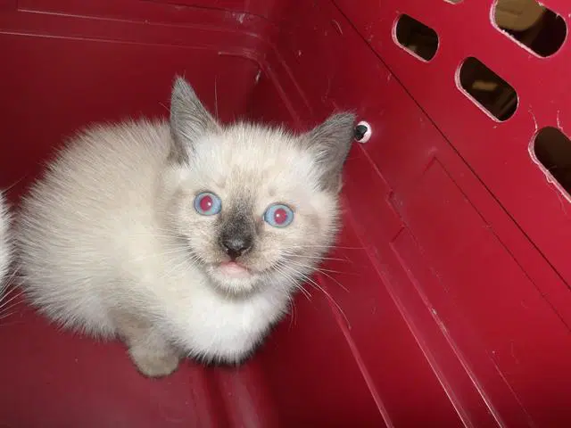 Bing - Domestic Short Hair