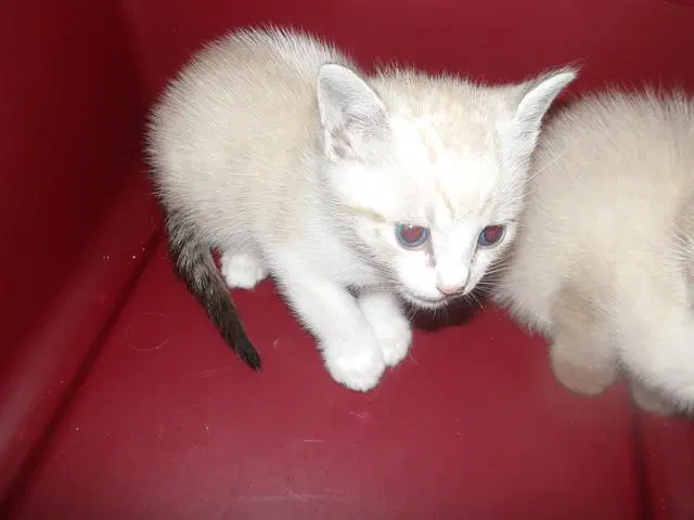 Ito - Domestic Short Hair