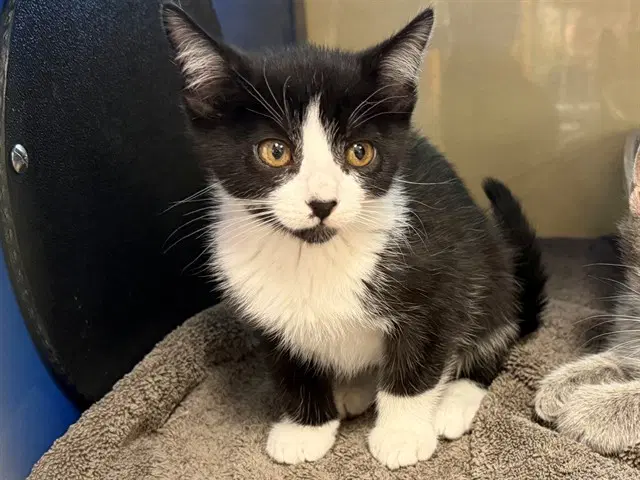 Arabella - Domestic Short Hair