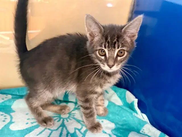 Pawla - Domestic Short Hair