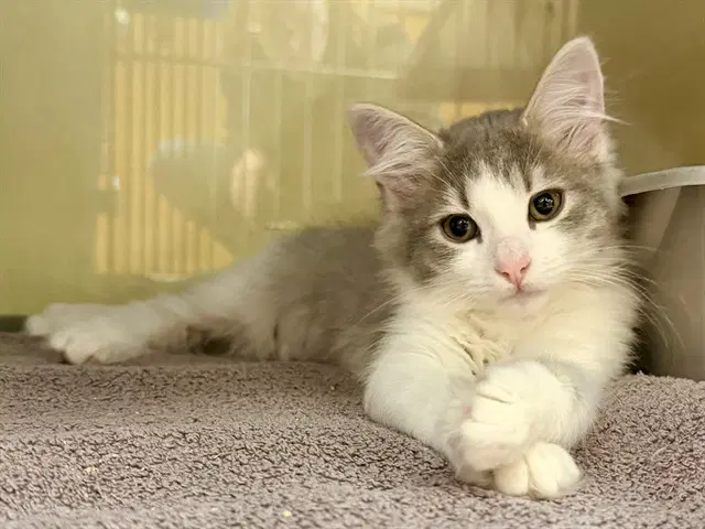 Winnie - Domestic Short Hair