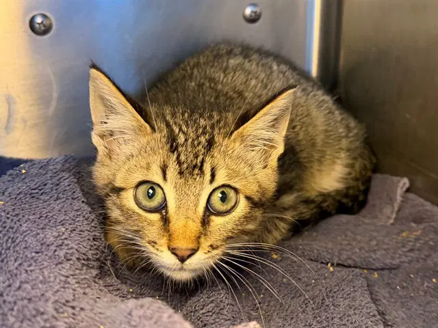Tobias - Domestic Short Hair