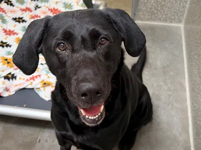 Charlie - Labrador Retriever