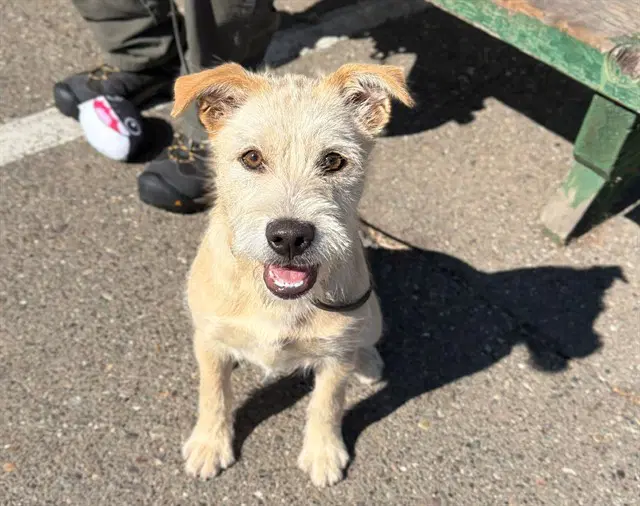 Carson - Wirehaired Fox Terrier