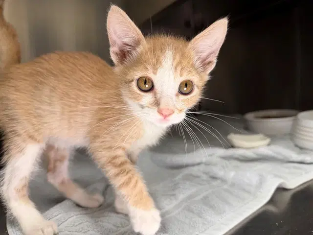 Dusty - Domestic Short Hair