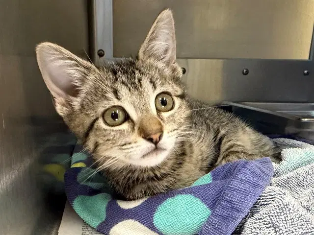Lucy - Domestic Short Hair