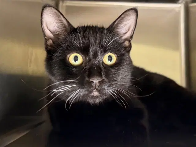 Knowittal - Domestic Short Hair