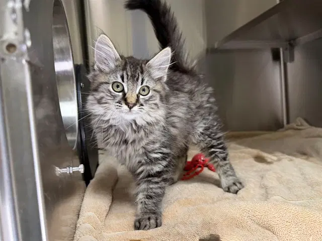Veega - Domestic Medium Hair