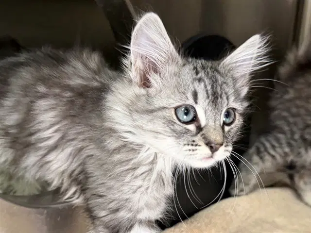 Jean-Luc - Domestic Medium Hair
