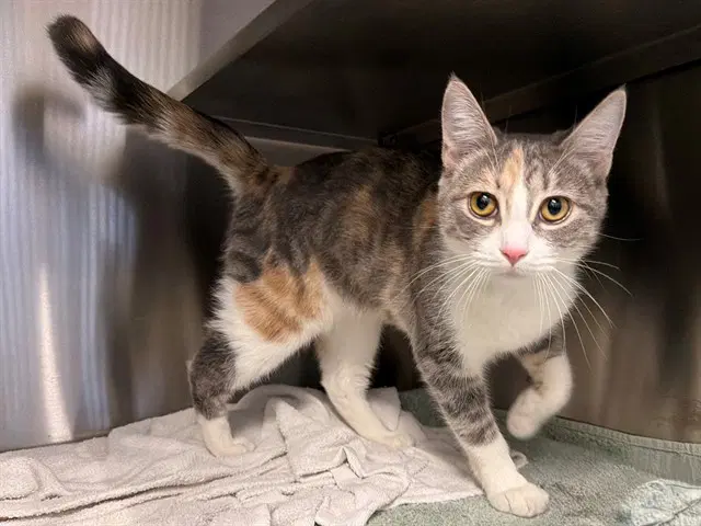 Kiff - Domestic Short Hair