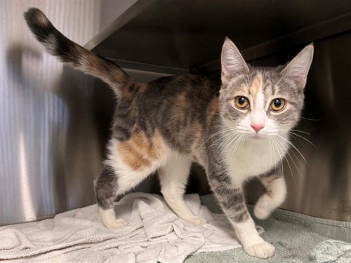 Kiff, Domestic Short Hair (medium coat)