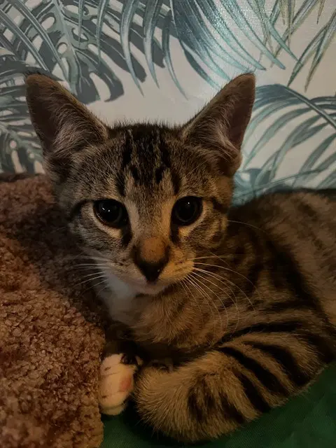Buzz - Domestic Short Hair