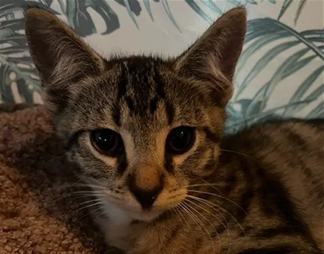 Buzz - Domestic Short Hair