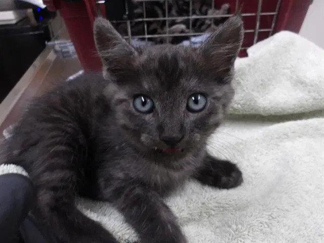 Tye - Domestic Short Hair