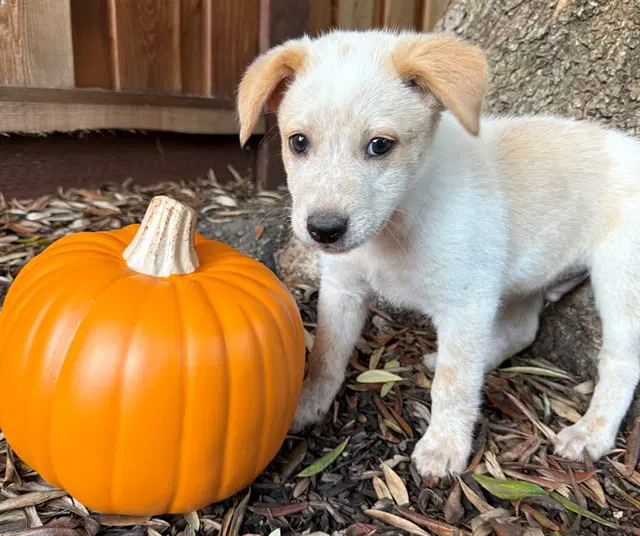 Igor - Australian Cattle Dog/Blue Heeler