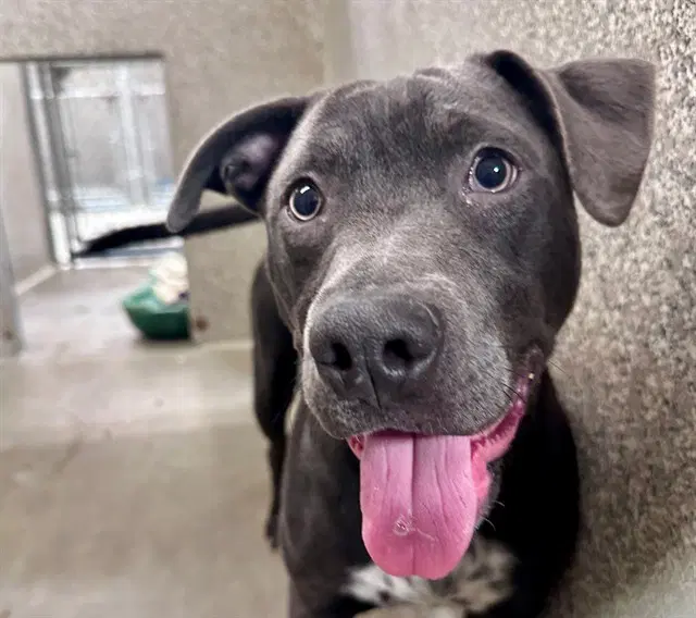 Doc Holiday - Pit Bull Terrier