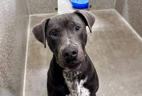 Virgil, Pit Bull Terrier (medium coat)