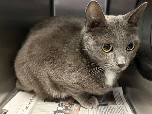 Cobalt, Domestic Short Hair (medium coat)