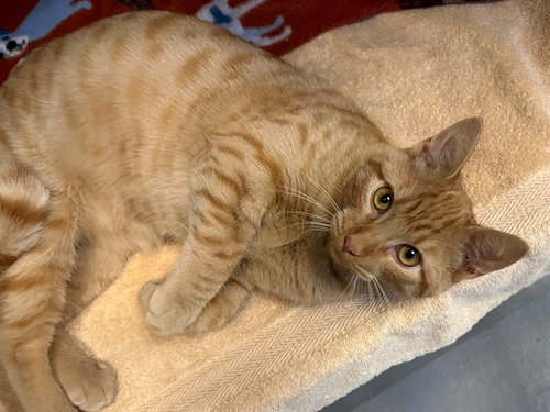 Garfield, Domestic Short Hair (medium coat)