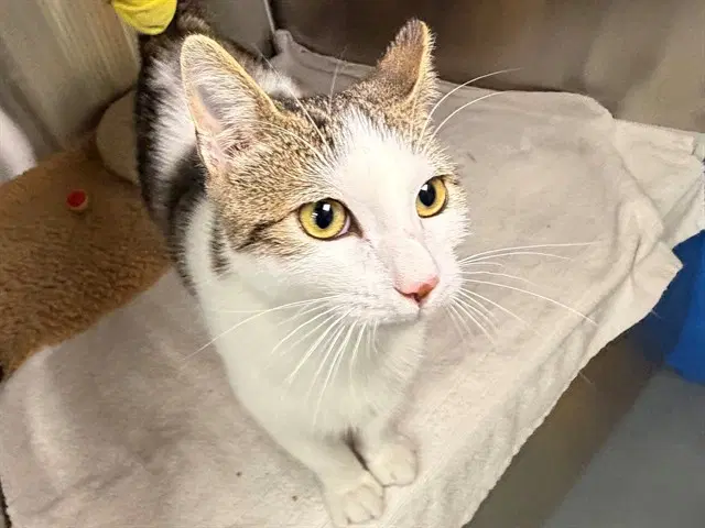 Boone - Domestic Short Hair