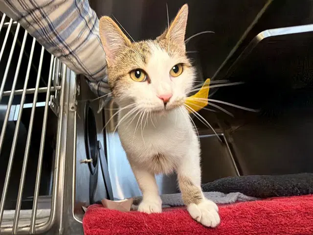 Crockett - Domestic Short Hair