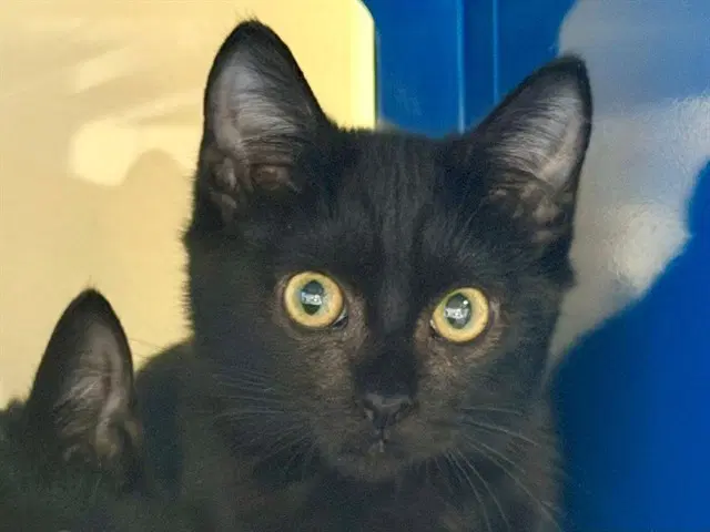 Diamond - Domestic Short Hair