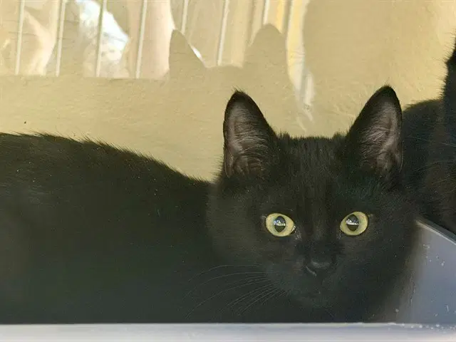 Moonshadow - Domestic Short Hair