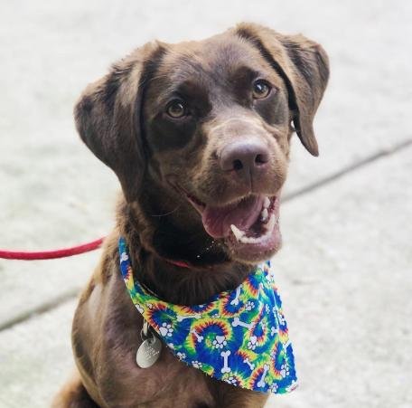 adoptable Dog in Silver Spring, MD named Talia