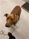 adoptable Dog in  named BUCK