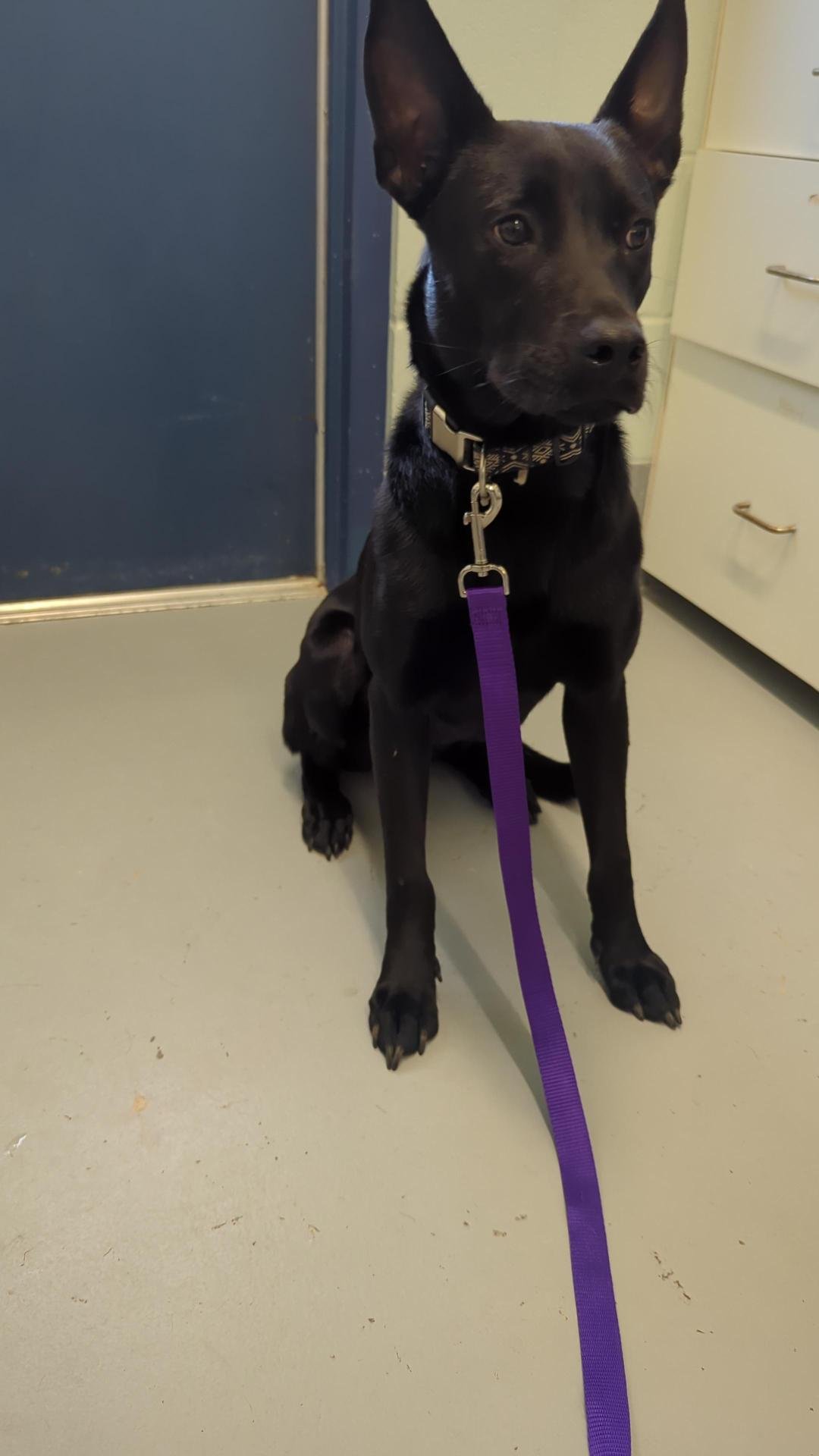 adoptable Dog in Corpus Christi, TX named SHADOW