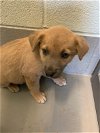 adoptable Dog in  named SCRAPPY