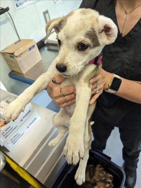 adoptable Dog in Corpus Christi, TX named RUBY