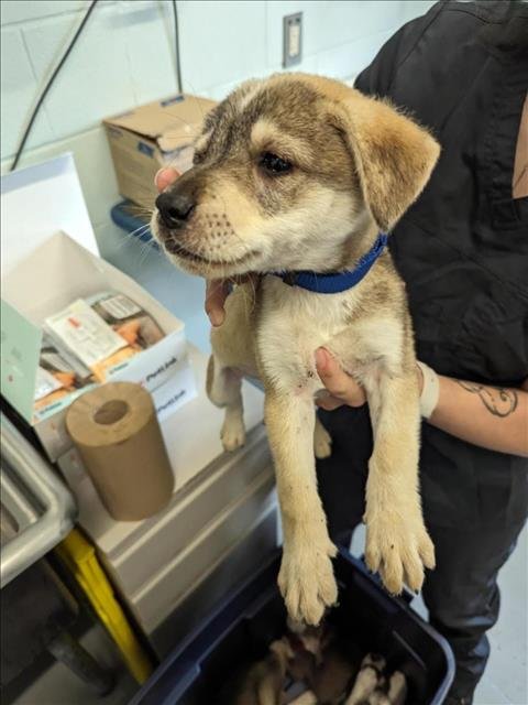 adoptable Dog in Corpus Christi, TX named CANE