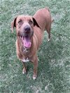 adoptable Dog in , TX named HARLEY