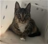 adoptable Cat in , TX named QUEEN CERCI