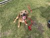 adoptable Dog in , TX named SHORTY GIRL