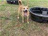 adoptable Dog in , TX named SHELLY