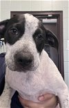 adoptable Dog in , TX named BANDIT