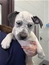 adoptable Dog in , TX named CHILI