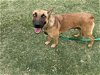 adoptable Dog in , TX named CALLIOPE