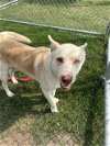 adoptable Dog in , TX named HEBERT