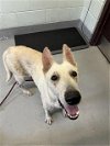adoptable Dog in , TX named BLONDIE