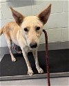adoptable Dog in , TX named HAPPY