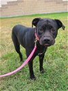 adoptable Dog in , TX named ANNIE