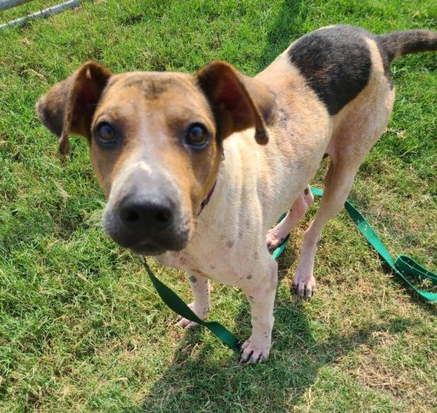 adoptable Dog in Corpus Christi, TX named BANDIT