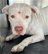 adoptable Dog in , TX named WINNIE