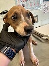 adoptable Dog in , TX named CHIP