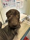 adoptable Dog in , TX named PENNY